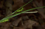 Flat spiked sedge